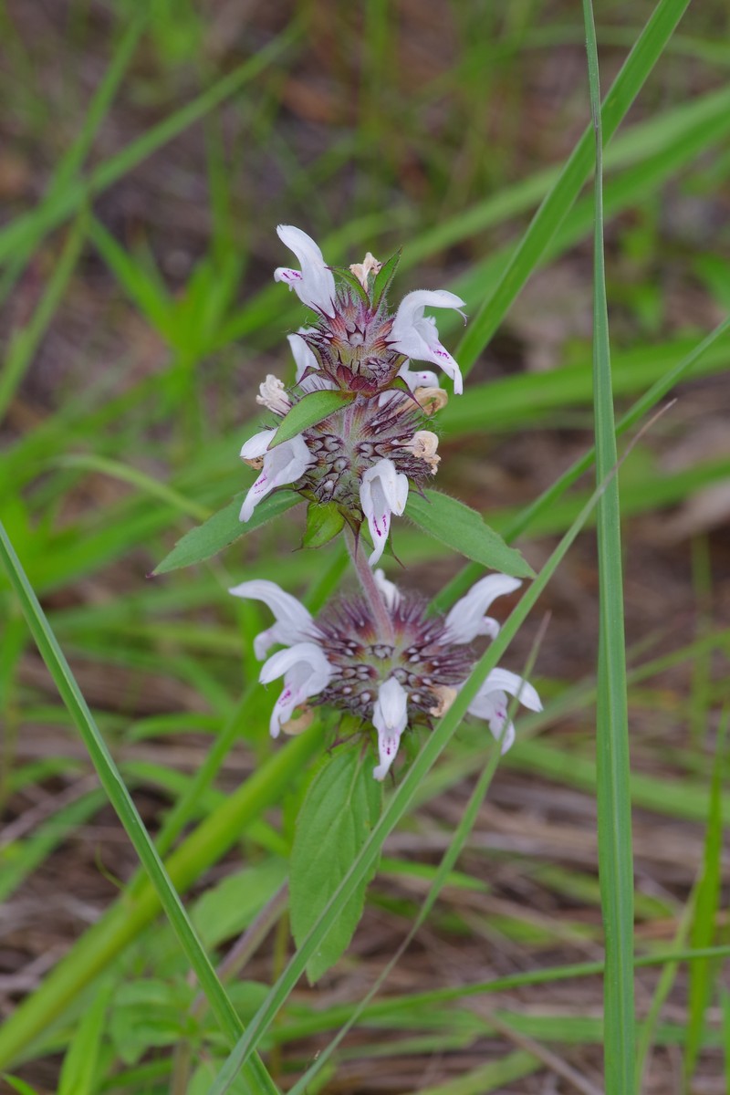 Basil Beebalm photo 2
