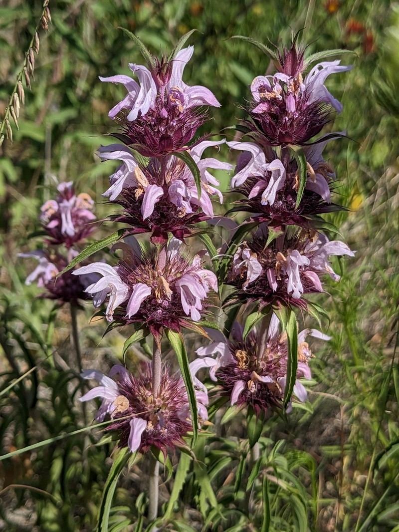 Basil Beebalm photo 2