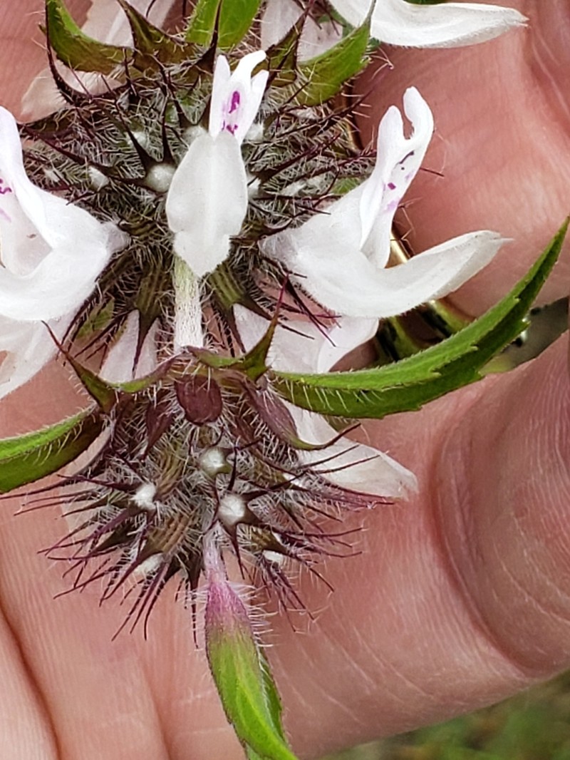 Basil Beebalm photo 3