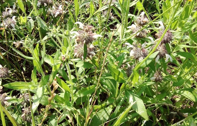 Basil Beebalm photo 4