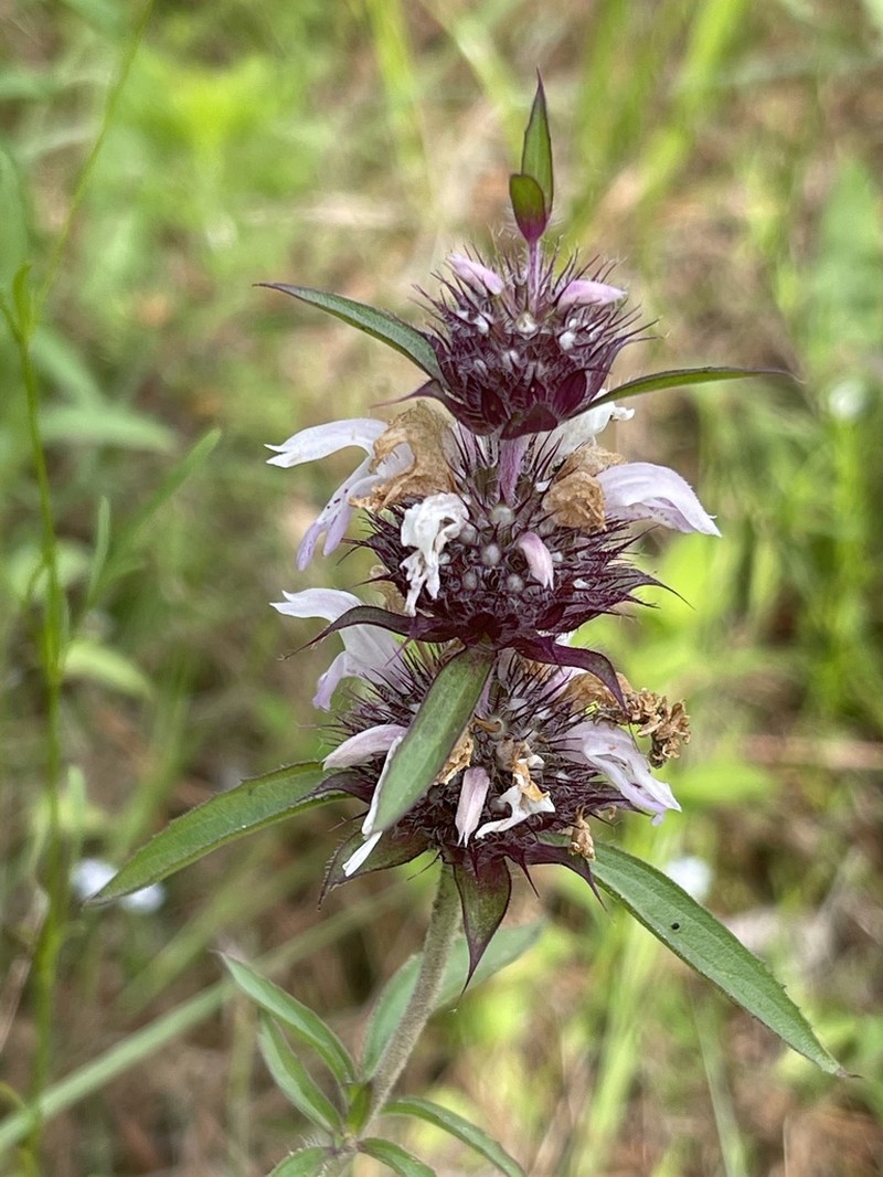 Basil Beebalm photo 5