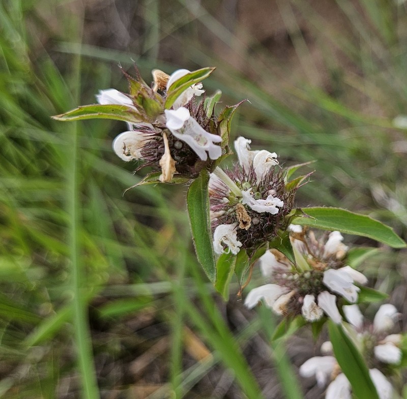 Basil Beebalm photo 6
