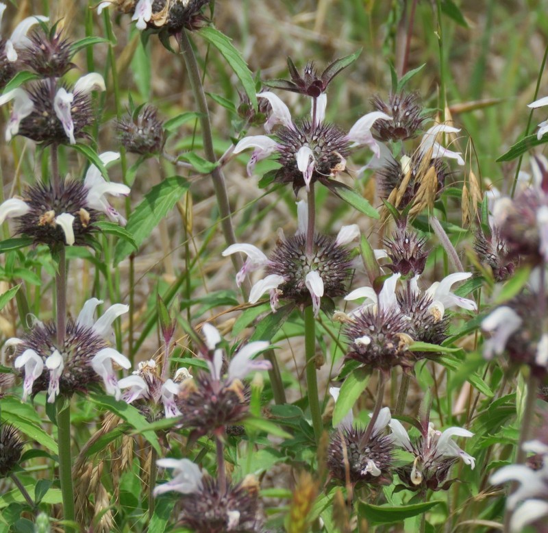 Basil Beebalm photo 7