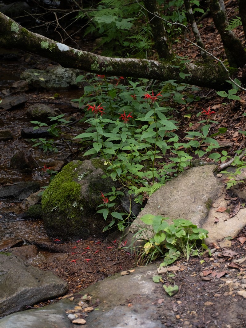 Scarlet Beebalm photo 8