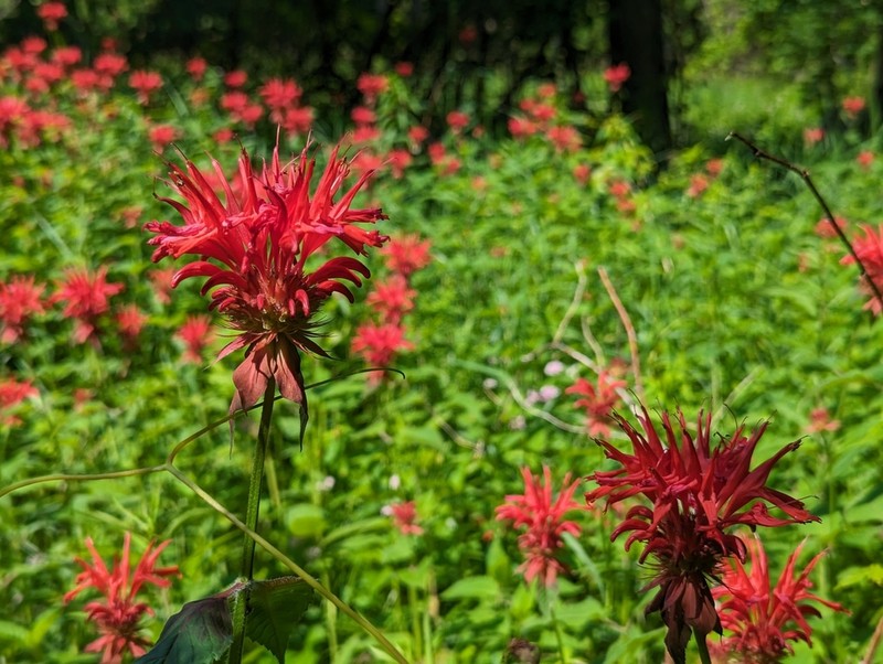 Scarlet Beebalm photo 3