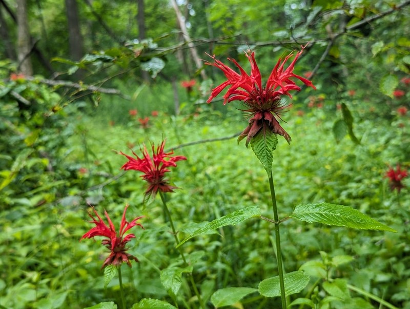 Scarlet Beebalm photo 4