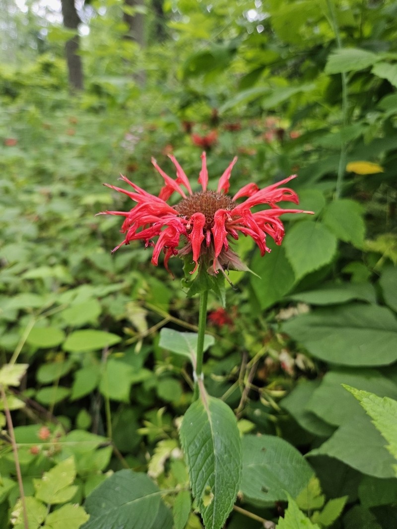 Scarlet Beebalm photo 5