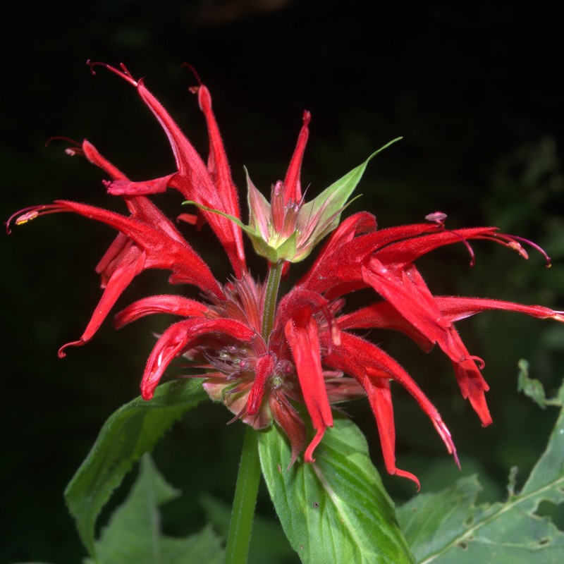 Scarlet Beebalm photo 6