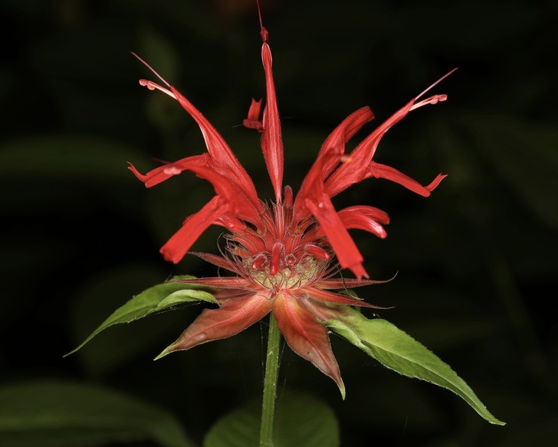 Scarlet Beebalm photo 7