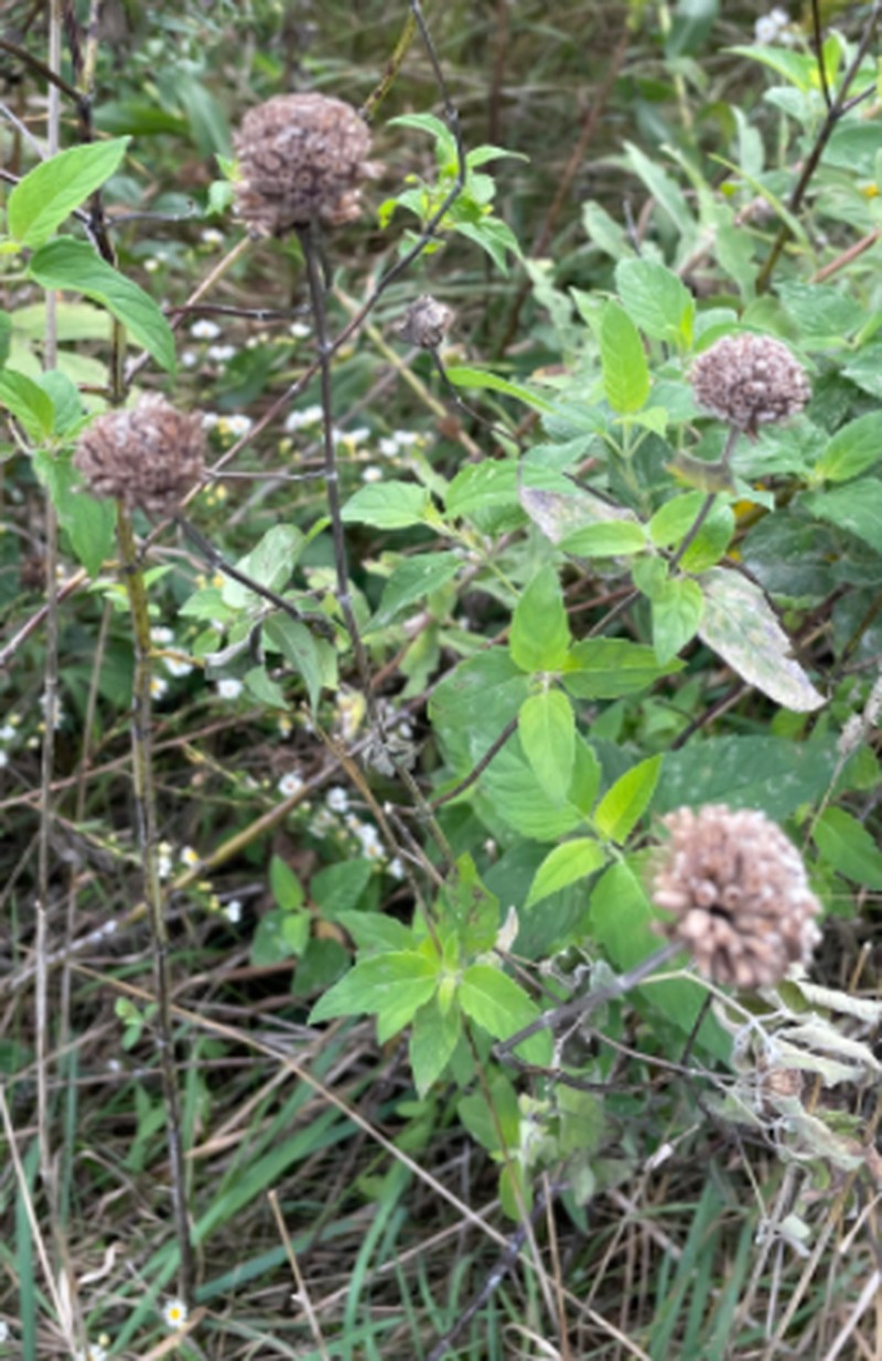 Wild Bergamot photo 2