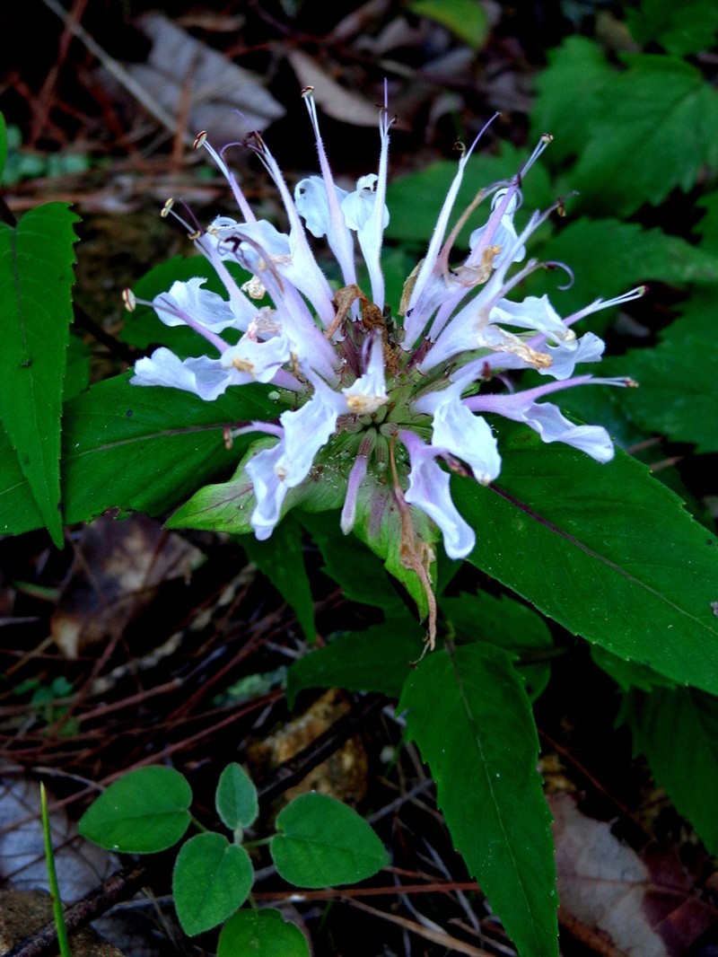 Wild Bergamot photo 3