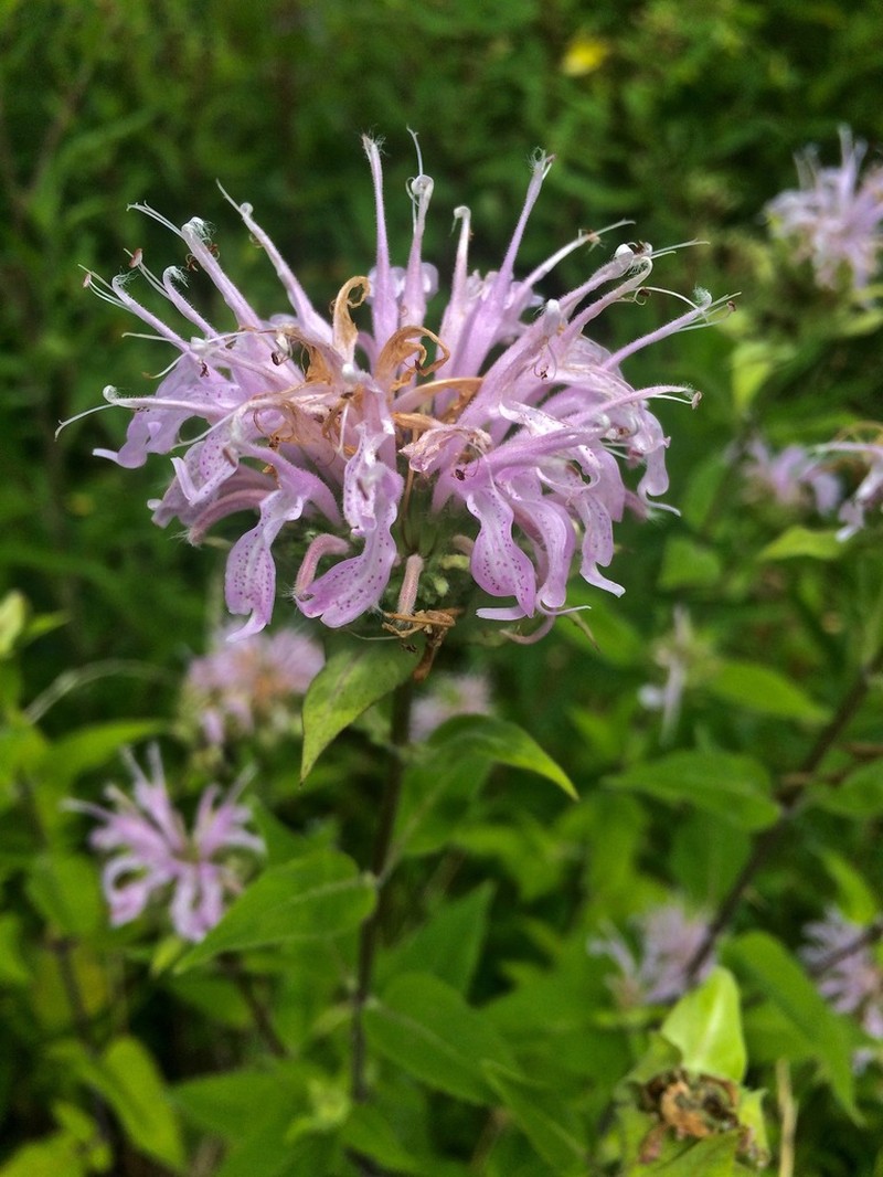 Wild Bergamot photo 4