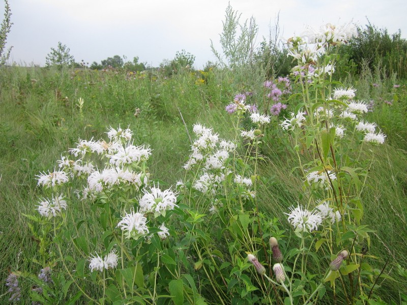 Wild Bergamot photo 5