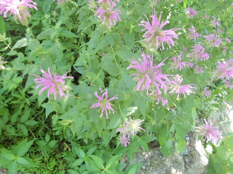 Wild Bergamot photo 6