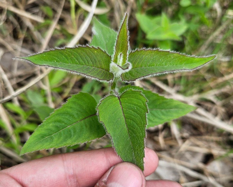 Monarda fistulosa var. fistulosa