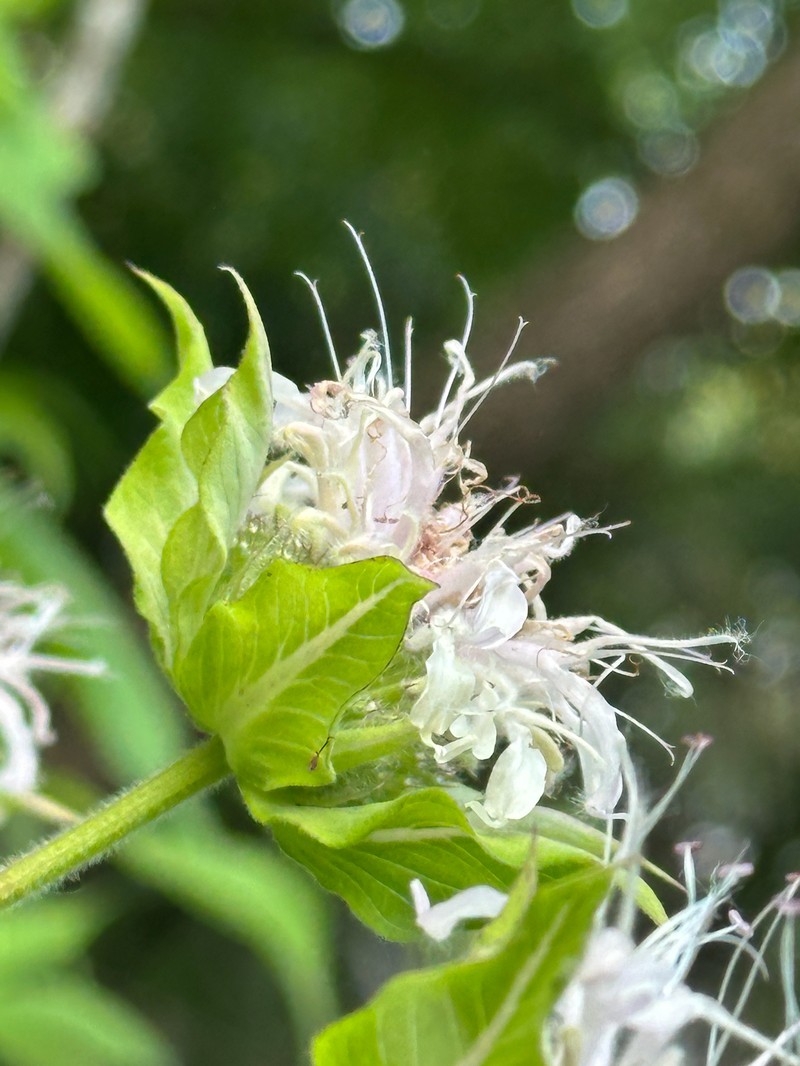 Monarda fistulosa var. fistulosa photo 2