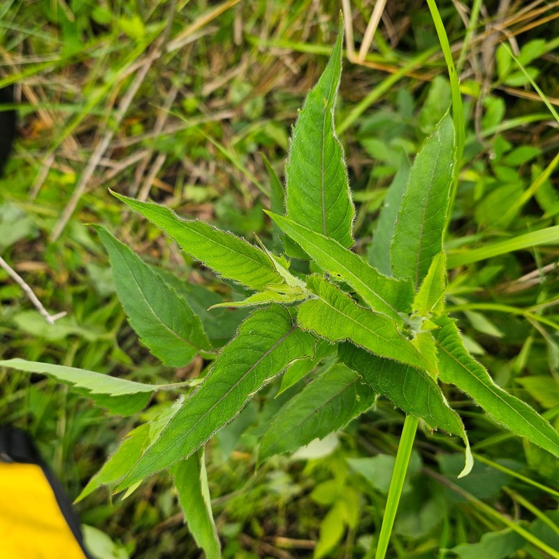 Monarda fistulosa var. fistulosa photo 3