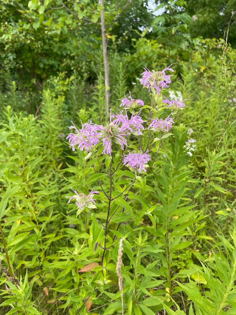 Monarda fistulosa var. fistulosa photo 4