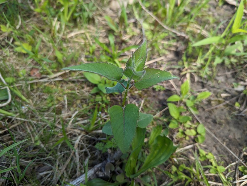 Monarda fistulosa var. fistulosa photo 5