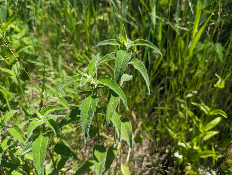 Monarda fistulosa var. fistulosa photo 6