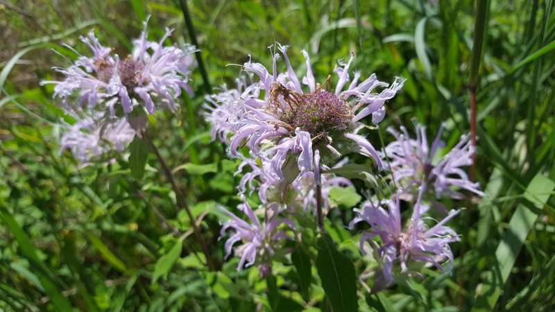 Monarda fistulosa var. longepetiolata