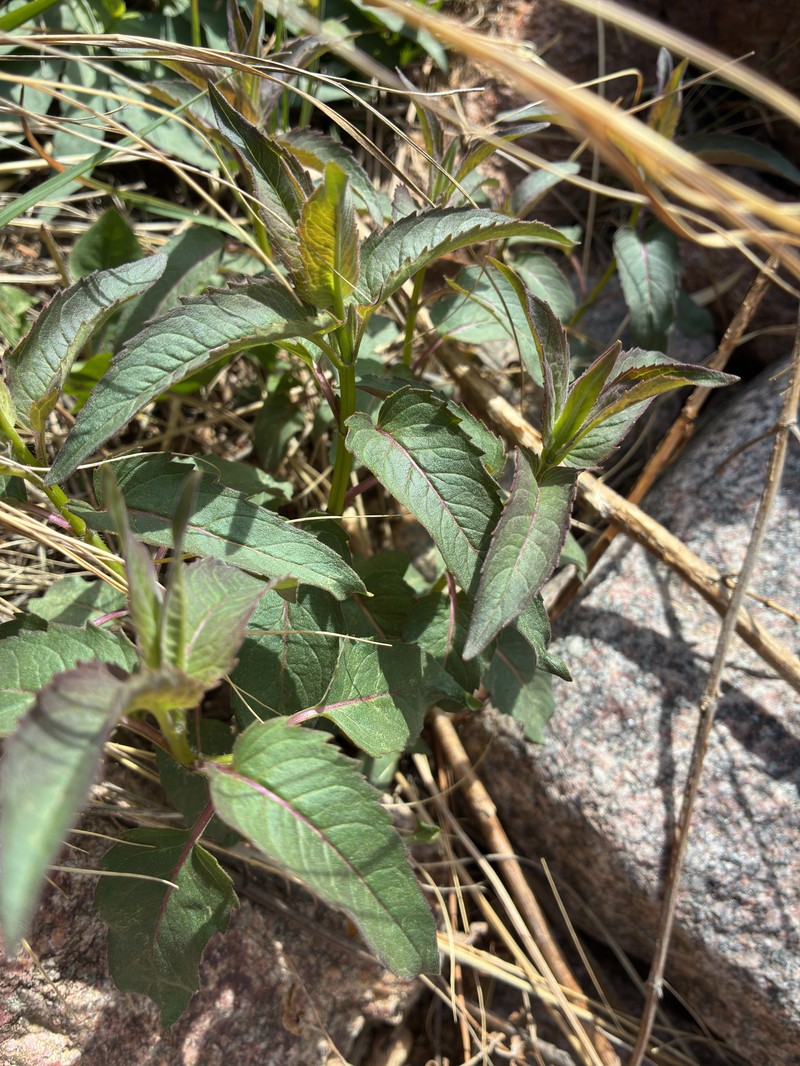 Monarda fistulosa var. menthifolia