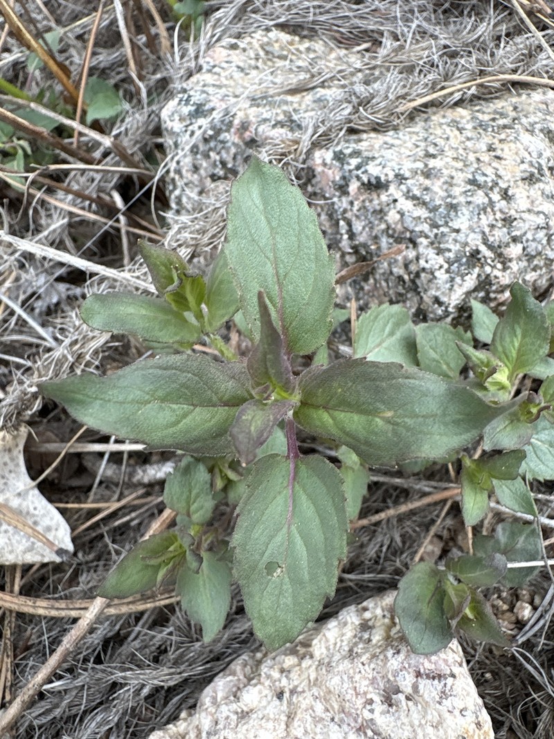 Monarda fistulosa var. menthifolia photo 2