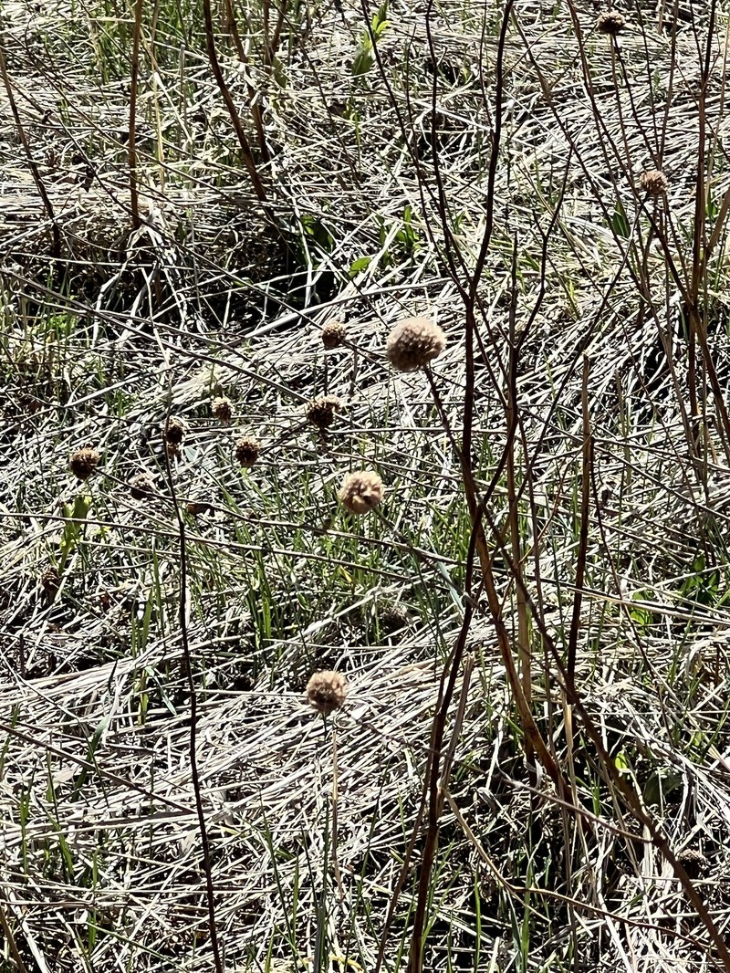 Monarda fistulosa var. menthifolia photo 3