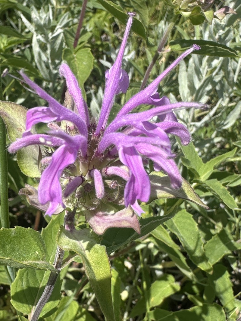 Monarda fistulosa var. menthifolia photo 4