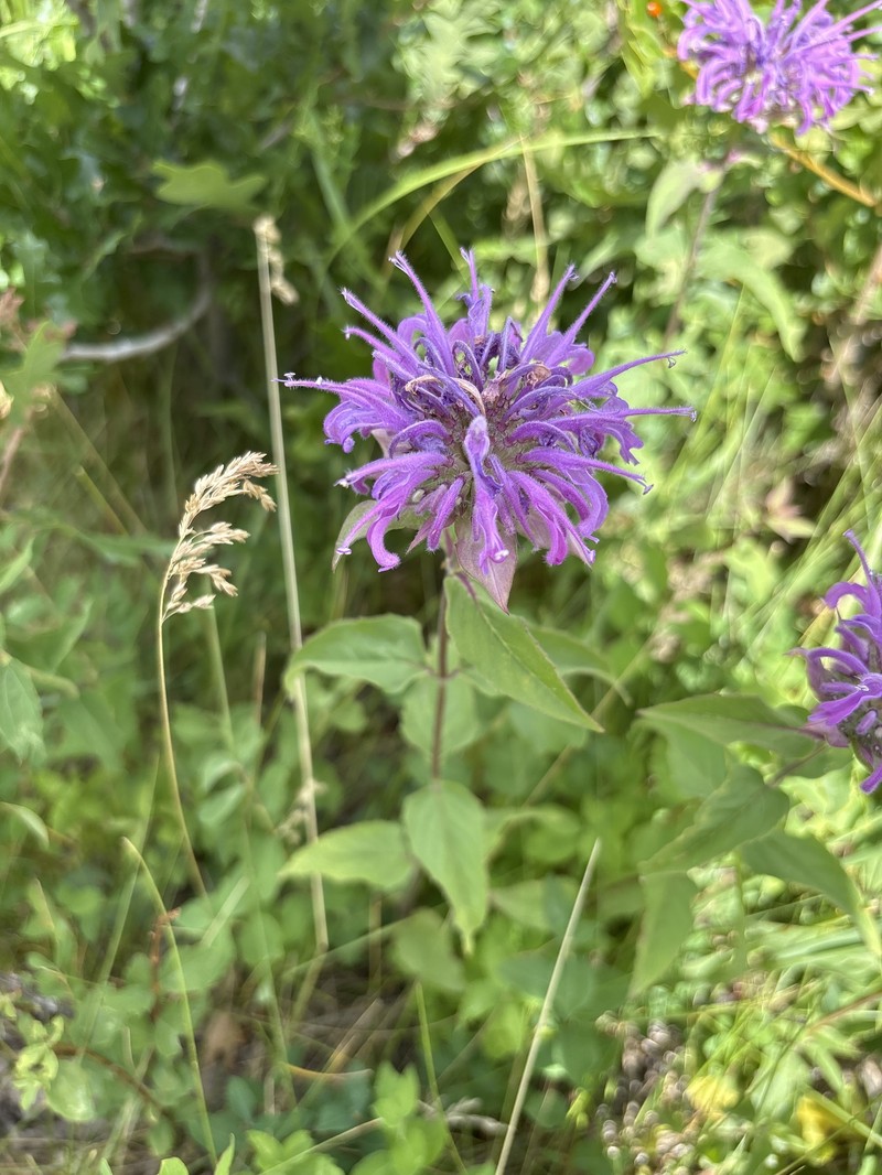 Monarda fistulosa var. menthifolia photo 5
