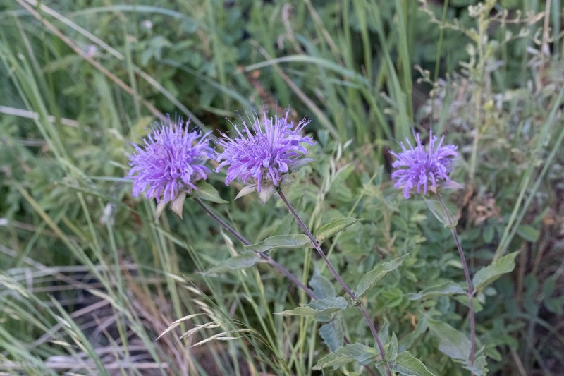 Monarda fistulosa var. menthifolia photo 6