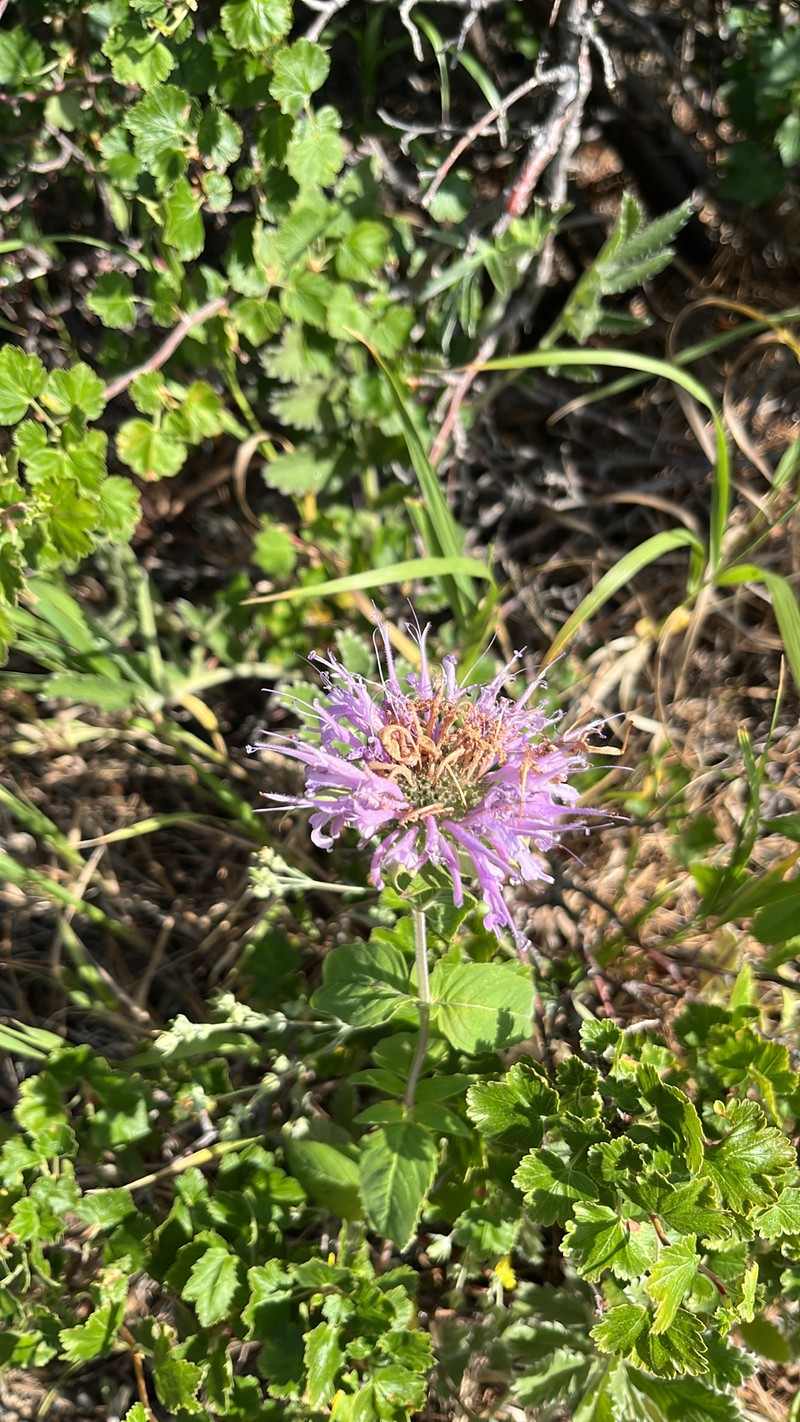 Monarda fistulosa var. menthifolia photo 7