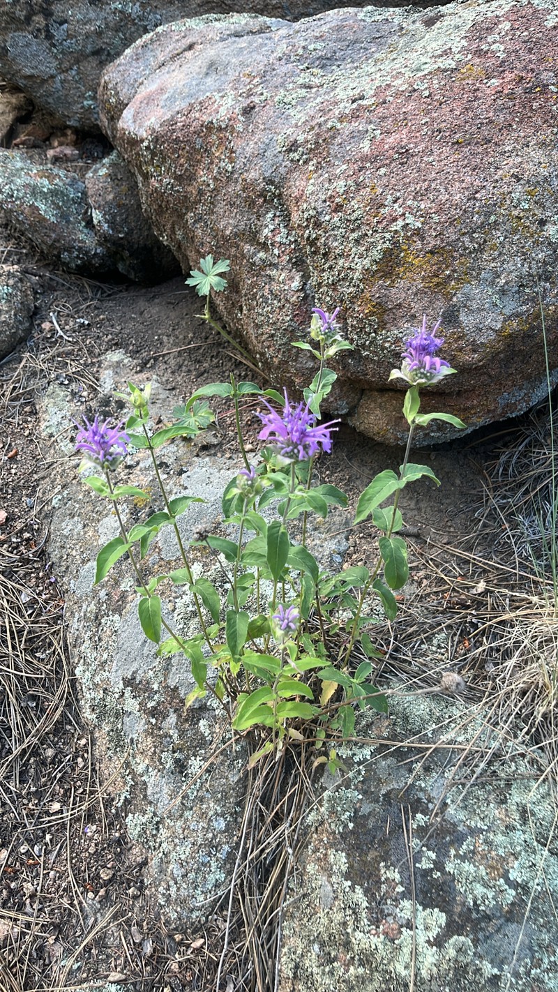 Monarda fistulosa var. menthifolia photo 8