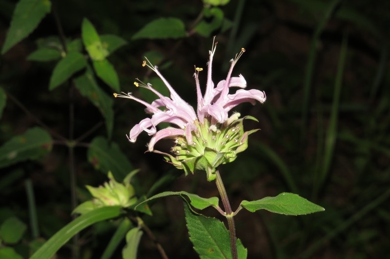 Monarda fistulosa var. mollis