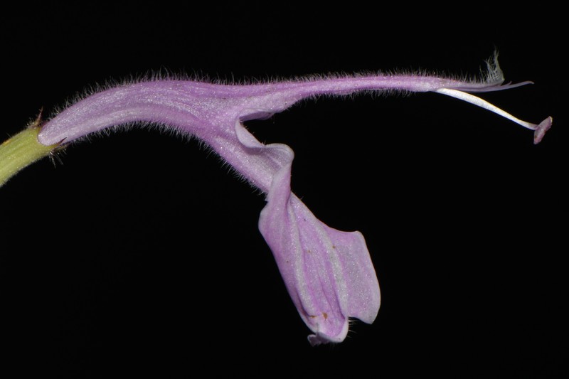 Monarda fistulosa var. mollis photo 2
