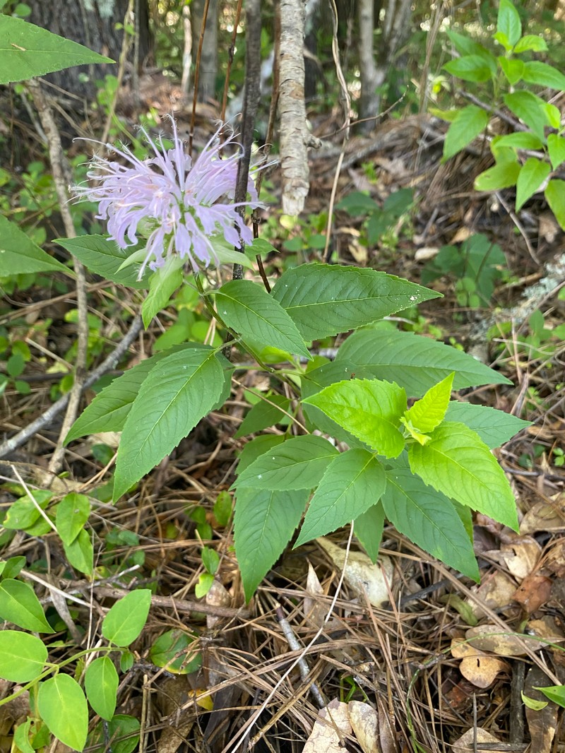 Monarda fistulosa var. mollis photo 3