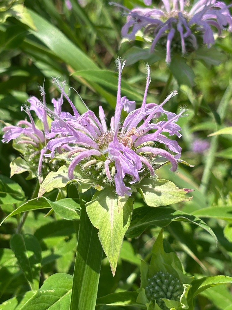 Monarda fistulosa var. mollis photo 4