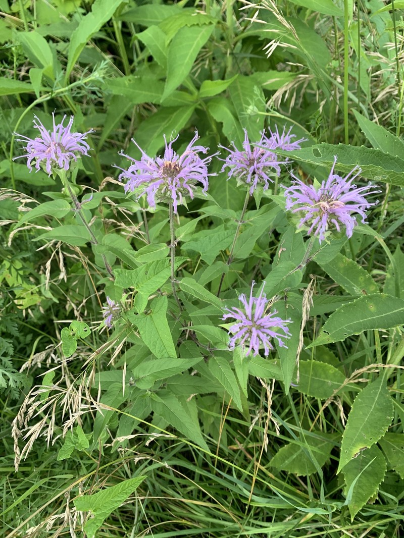 Monarda fistulosa var. mollis photo 5