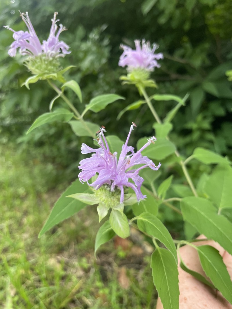 Monarda fistulosa var. mollis photo 6