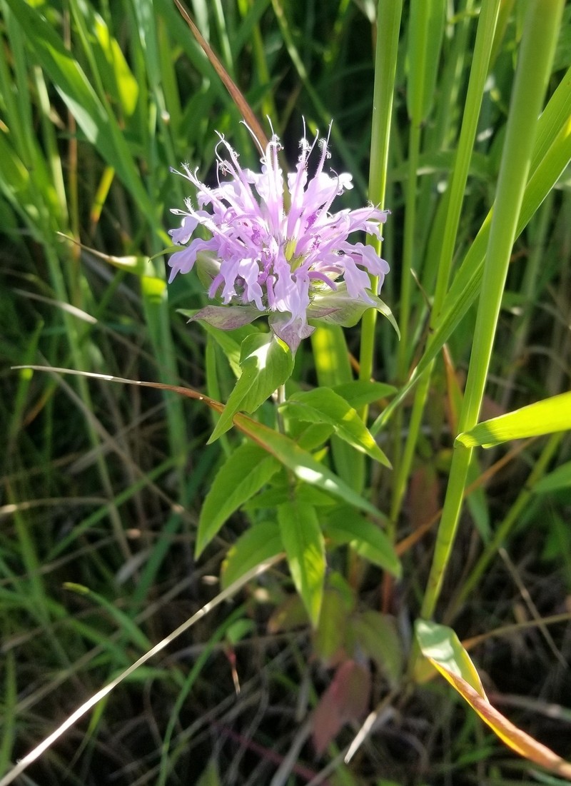 Monarda fistulosa var. mollis photo 7