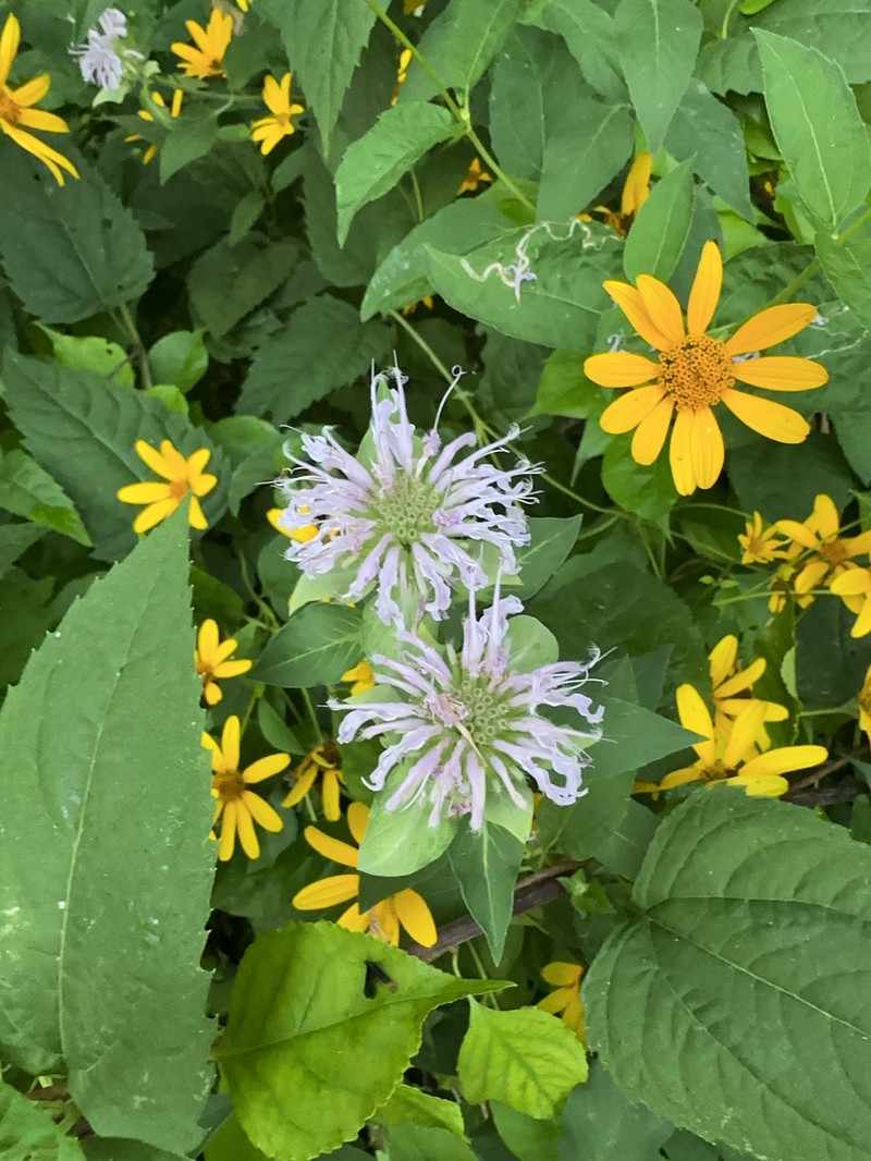 Monarda fistulosa var. mollis photo 8