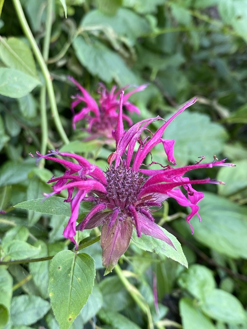 Monarda fistulosa var. rubra