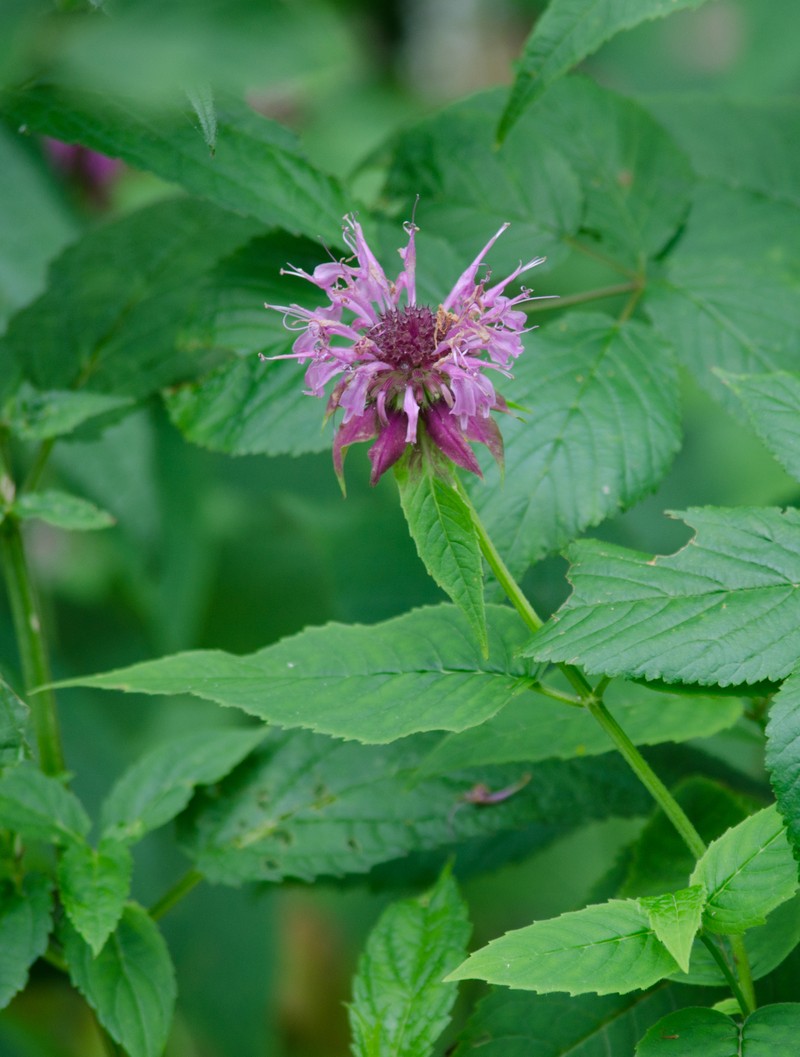 Monarda fistulosa var. rubra photo 2