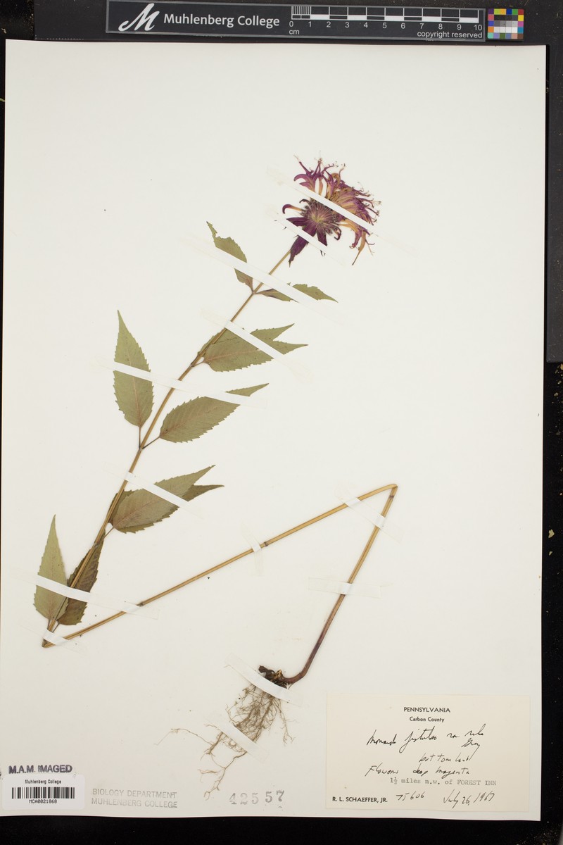 Monarda fistulosa var. rubra photo 3