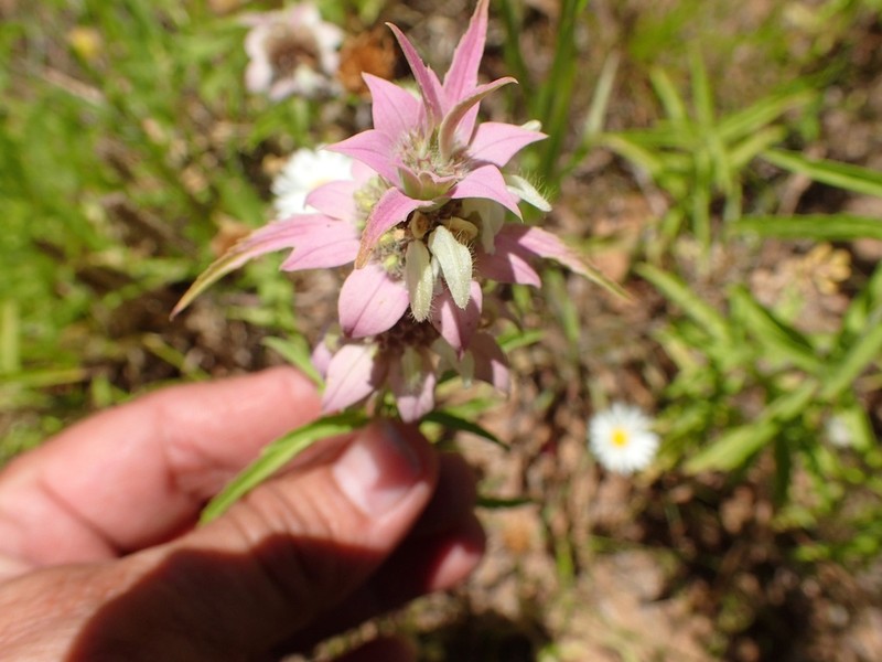 Spotted Beebalm