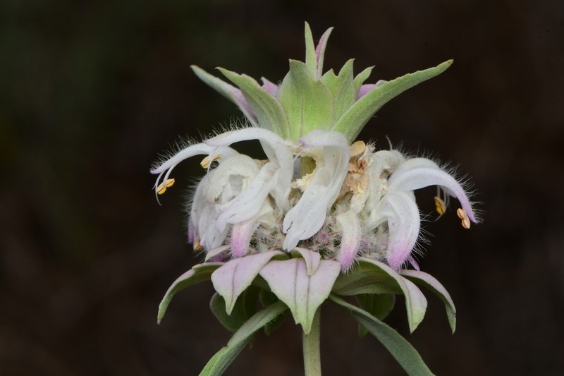 Spotted Beebalm photo 3