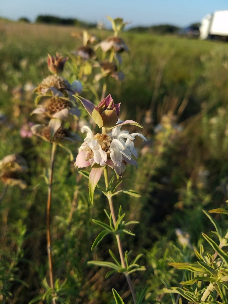 Spotted Beebalm photo 4