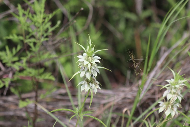 Spotted Beebalm photo 5