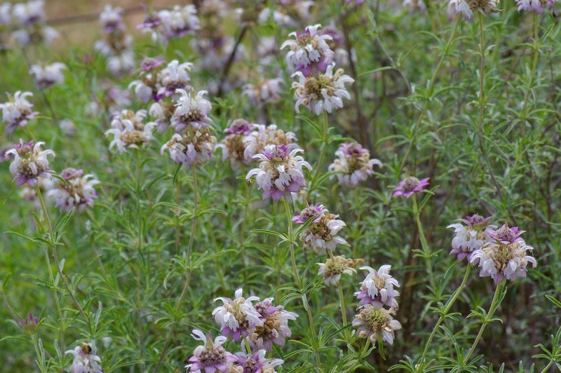 Spotted Beebalm photo 6