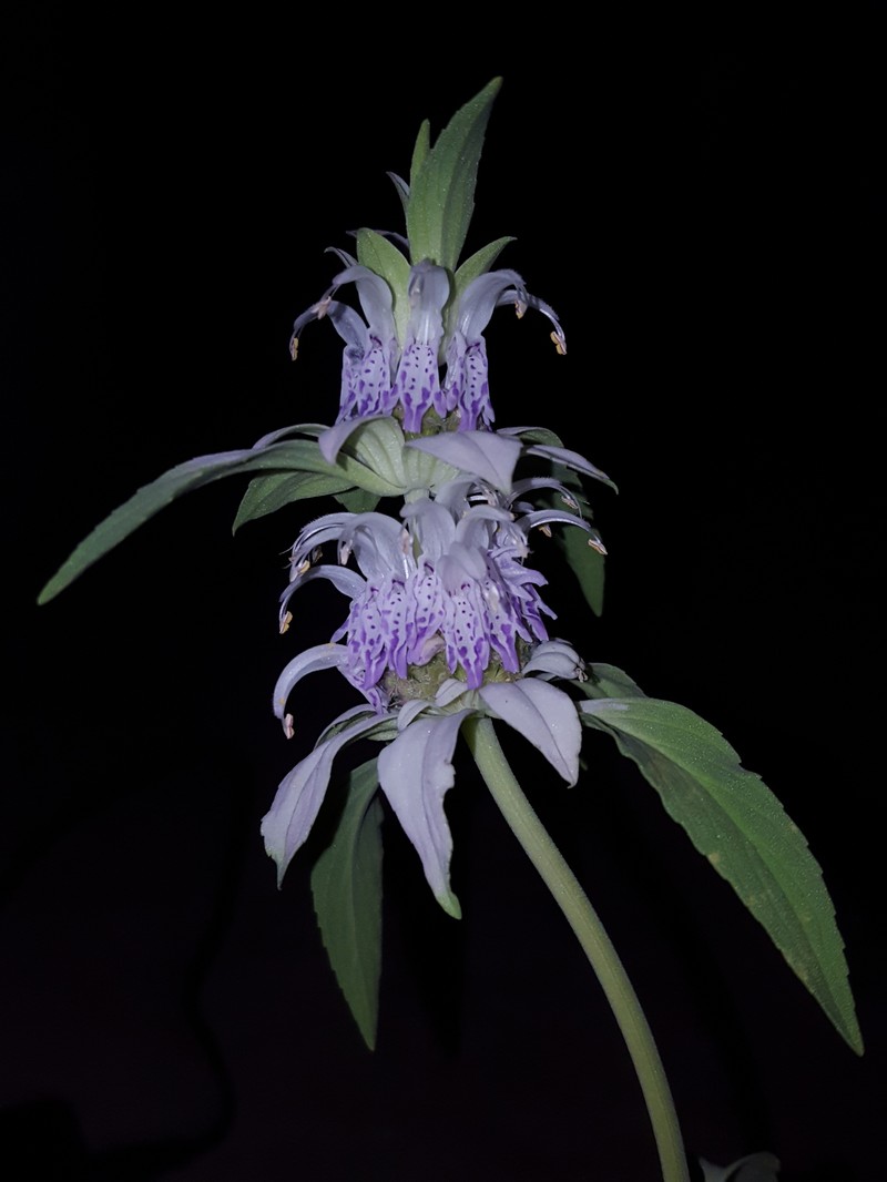 Monarda humilis